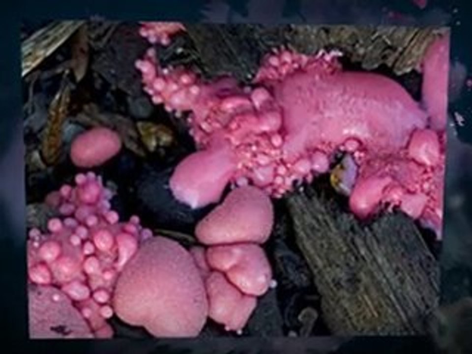 Symptoms of Slime Mold Atlantis FL 561