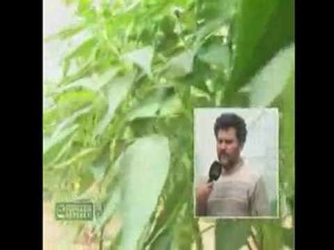 M.O.G Organik Sıvı Gübre - Mersin Biber Üreticisi