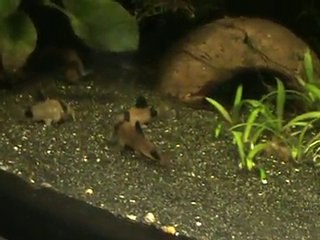 corydoras panda