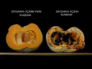 SİGARA İÇEN KABAKLA İÇMEYEN KABAUK BUYRUN İZLEYİN