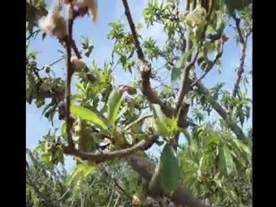 M.O.G Organik Sıvı Gübre - İskenderun Meyve Bahçesi