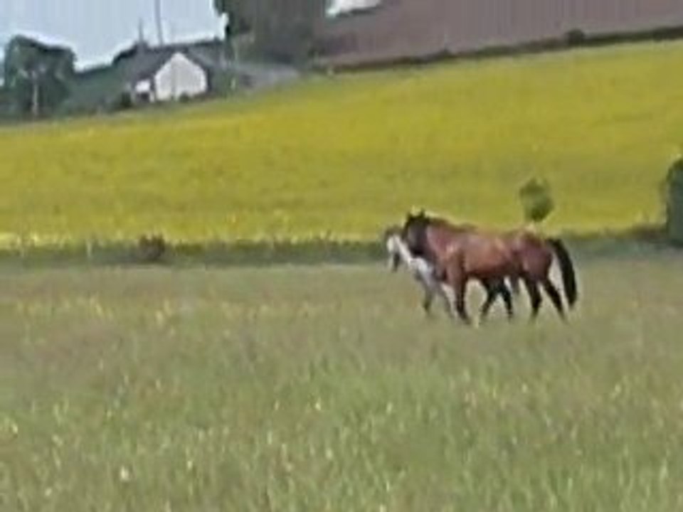 Nos Troïdes au champ