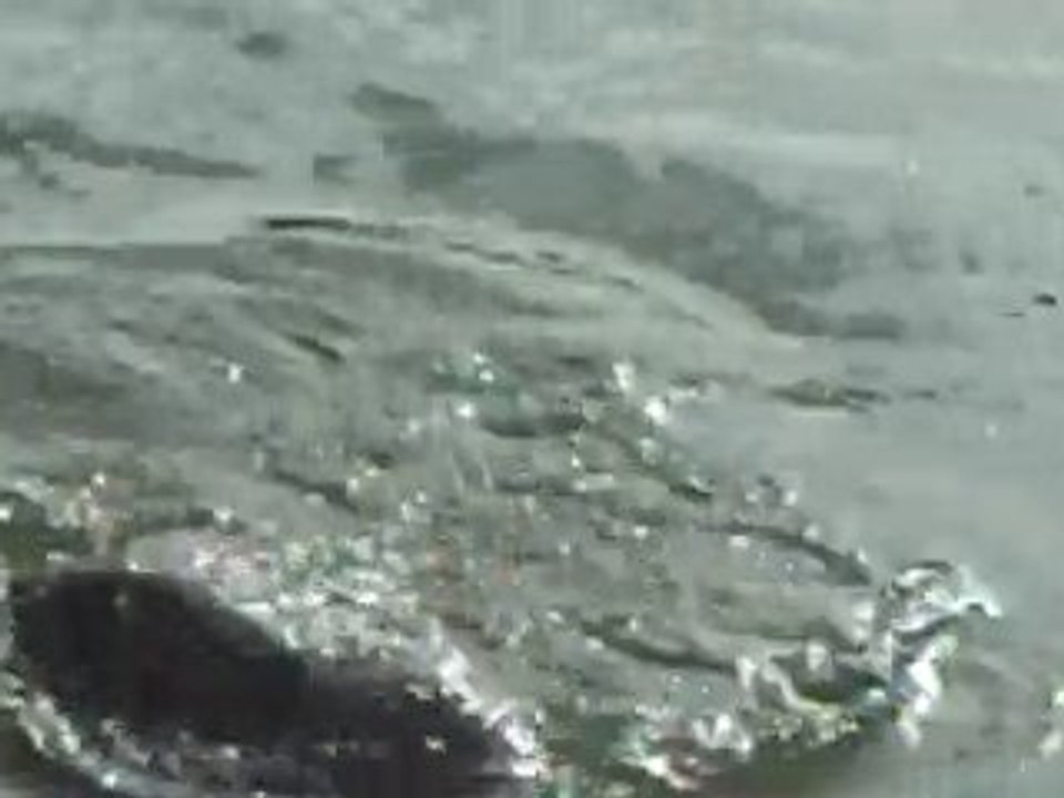 Fin de combat pour une petite vache  !!!!