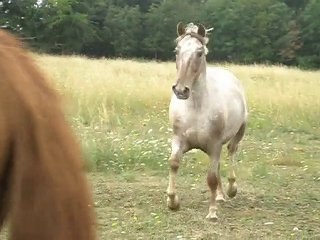 Thaïs , vacances au pré 2010