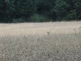 chevreuils en période du rut (1ère partie)
