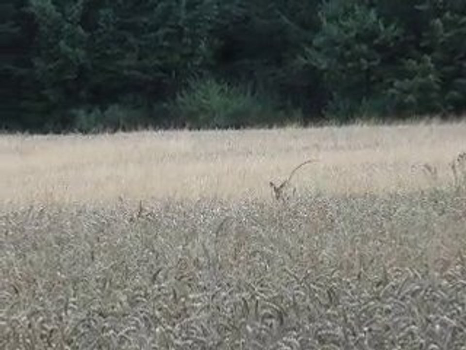 chevreuils en période du rut (1ère partie)