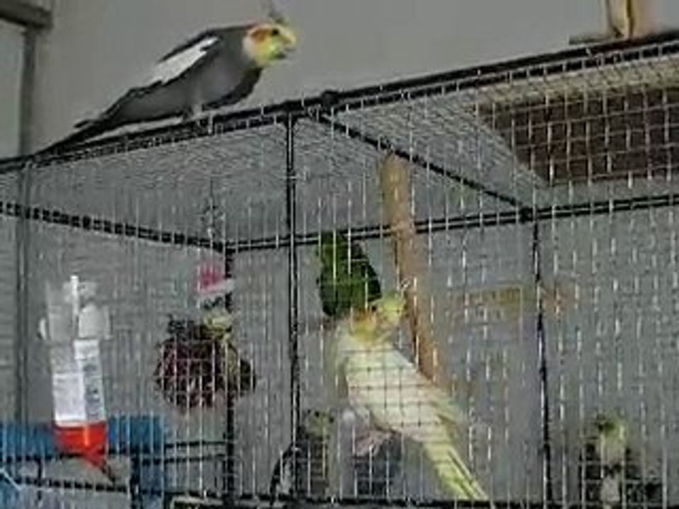 le retour de Coco
