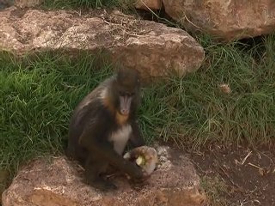 Jerusalem zoo serves ice cream to monkeys
