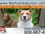 Union County Pet Sitting