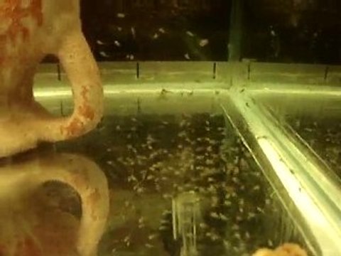 Alevin scalaires bac