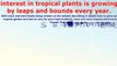 Exotic Tropical Plants - Grow Your Own Tropical Garden