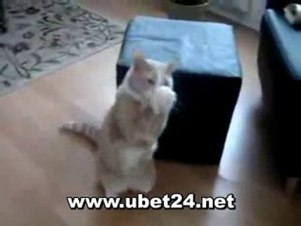 Katze faengt leckerchen mit den Tatzen :D