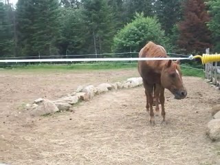 Mon cheval Napoléon !!