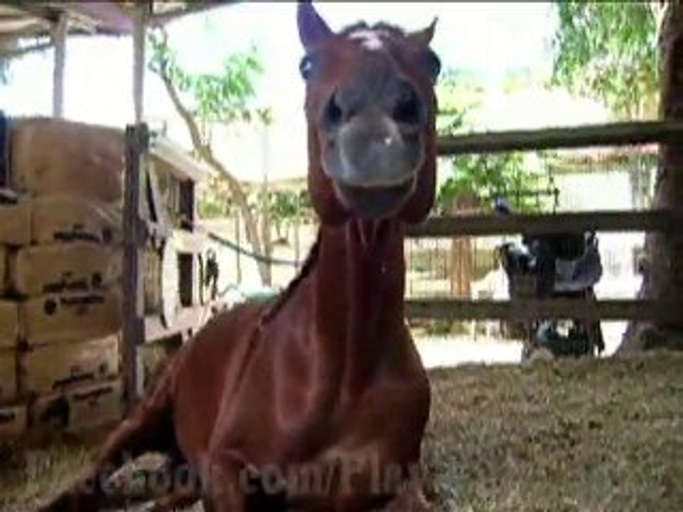 Facebook Message From The World's Smartest Horse