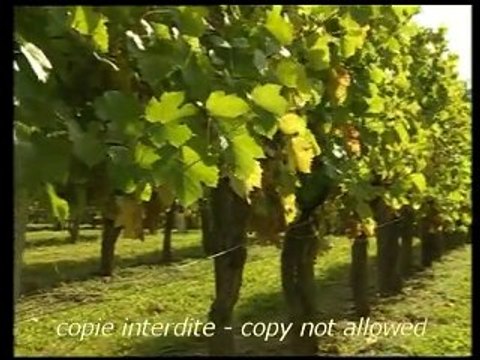 Route des Vins Sud-Ouest- extraits