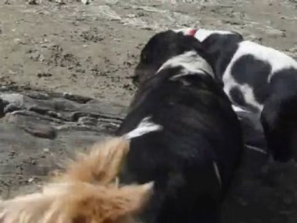 Félicie & sa bande