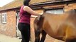 Equine Wear - Assessing Muscle Tone in Horses