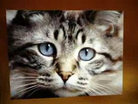 How To Get Rid Of Cat Fleas