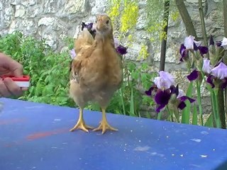 Educateur canin Suisse: Introduction au clicker