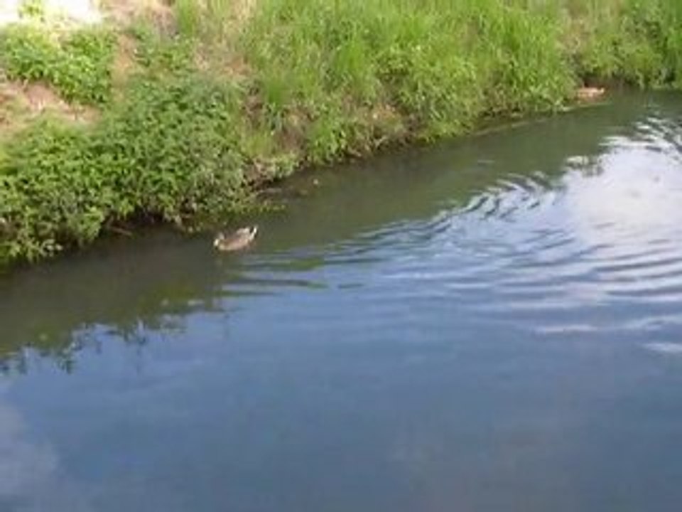 Canards pêcheurs