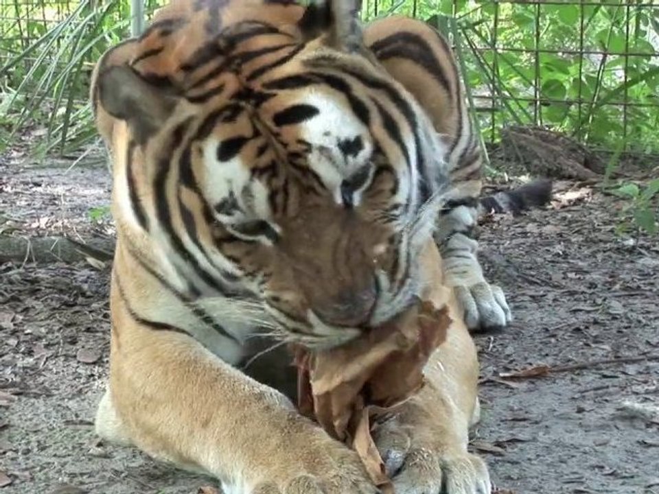 Q: Do TIGERS like catnip??