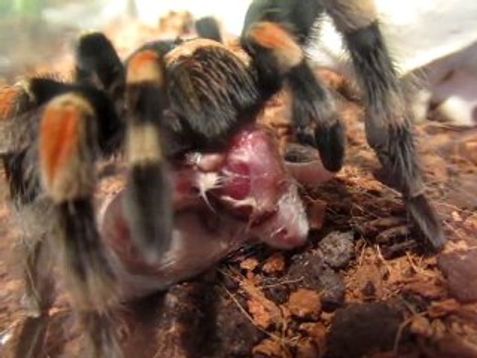 100801_Repas Brachypelma Smithi 5/5