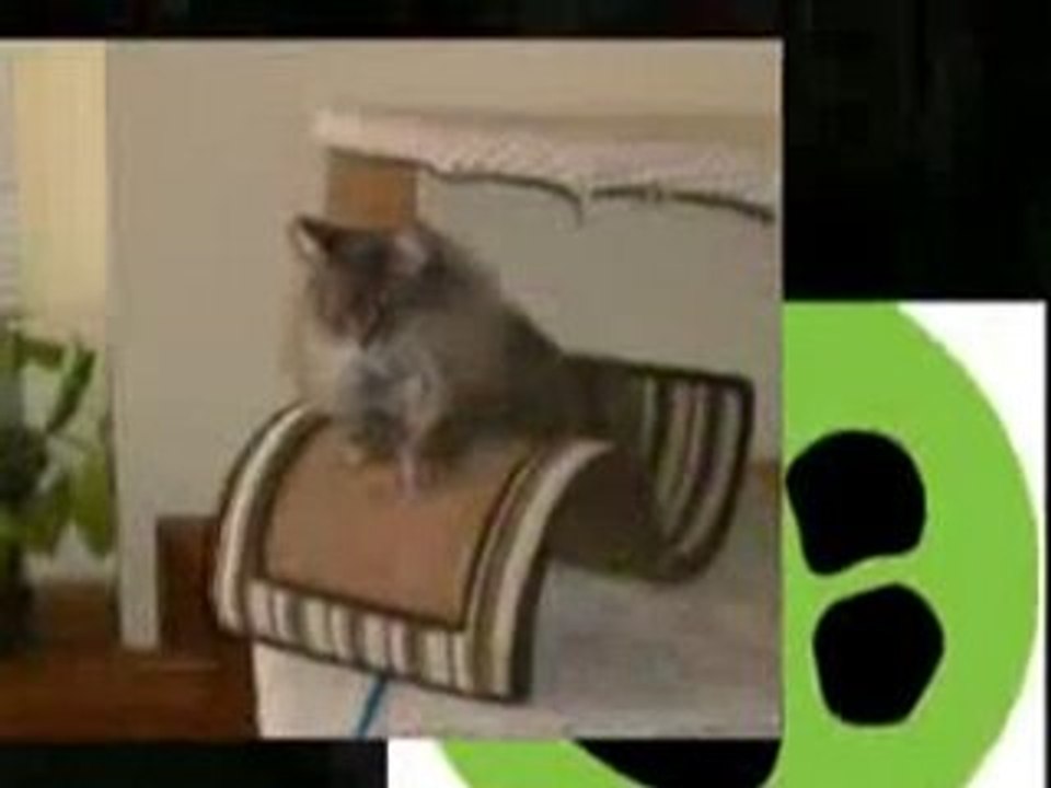 How To Get Rid Of Fleas