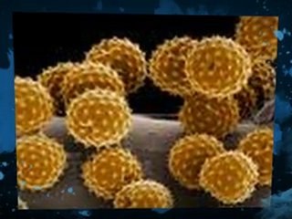 Mold Spores Saint Cloud FL 407