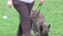 Comportementaliste Canin Suisse: Le langage du chien