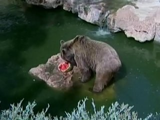 Gli orsi di Gerusalemme