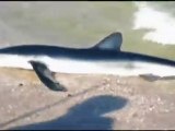 New Jersey: uno squalo raggiunge la spiaggia