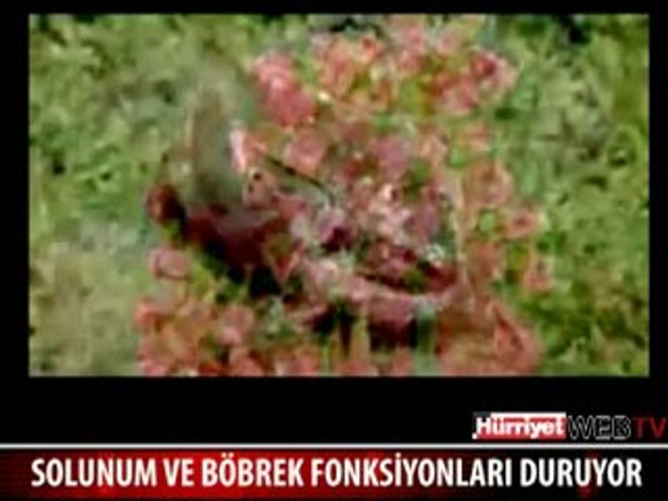 6 AY ÖLÜ KALIYOR SONRA DİRİLİYOR