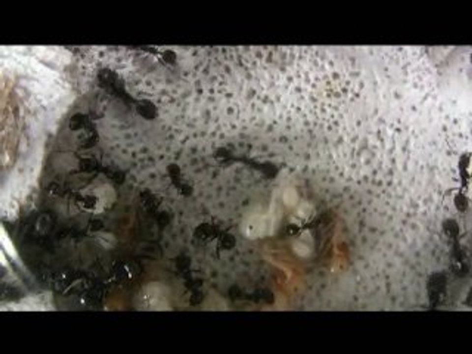 Messor Barbarus (Fourmis)