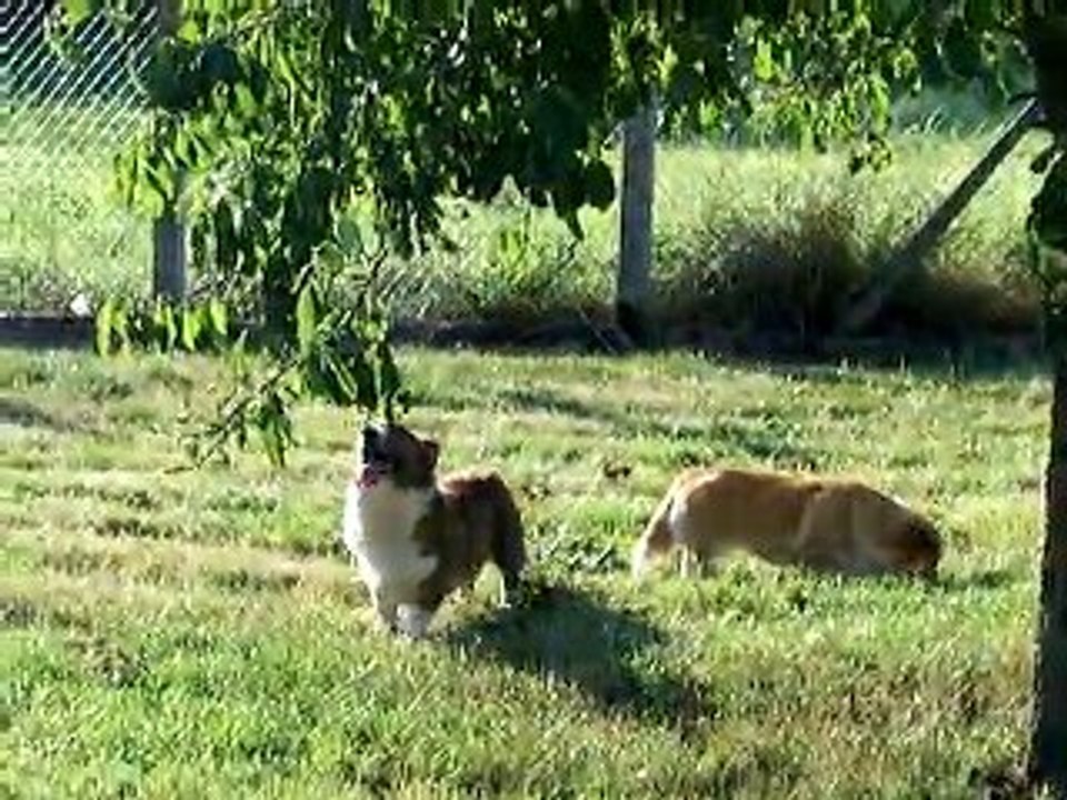 les prunes le 23 juillet 002