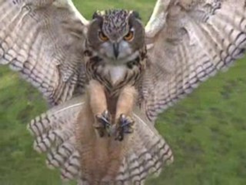I predatori del cielo