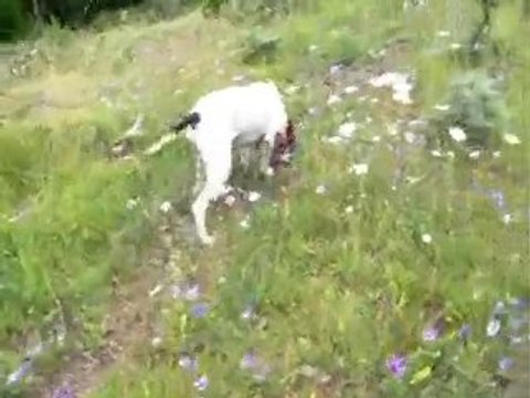 Ariegeois y liebres - 3