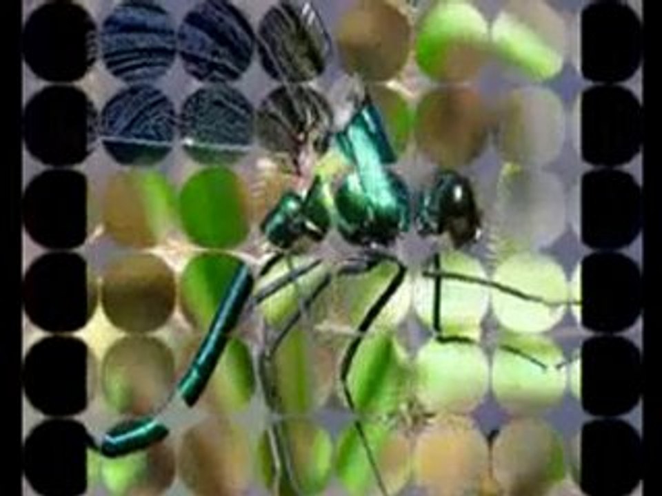 ❤☸Dragonflies ☸❤
