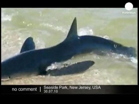 Shark alert onto New Jersey beach - no comment