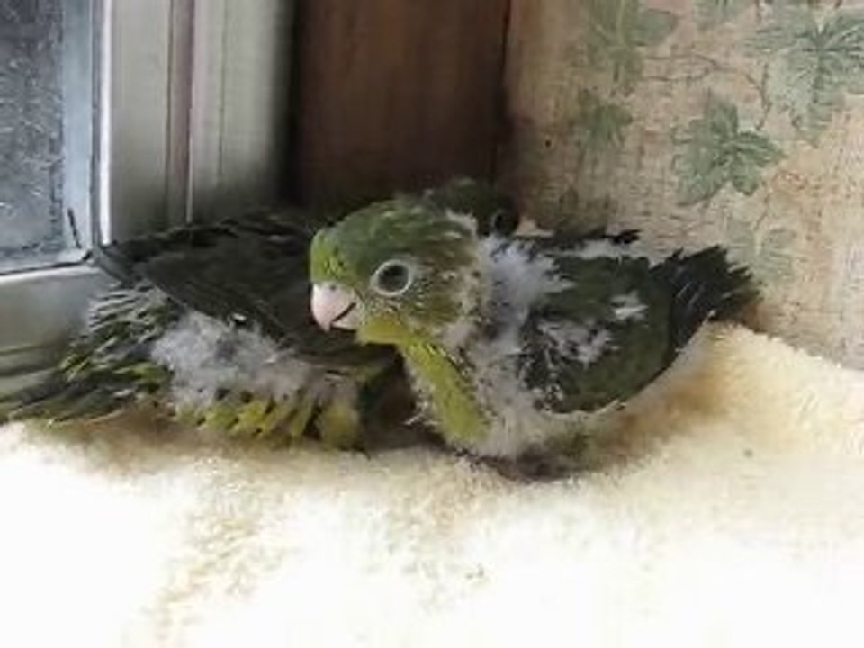 jeunes Catherines à 1 mois