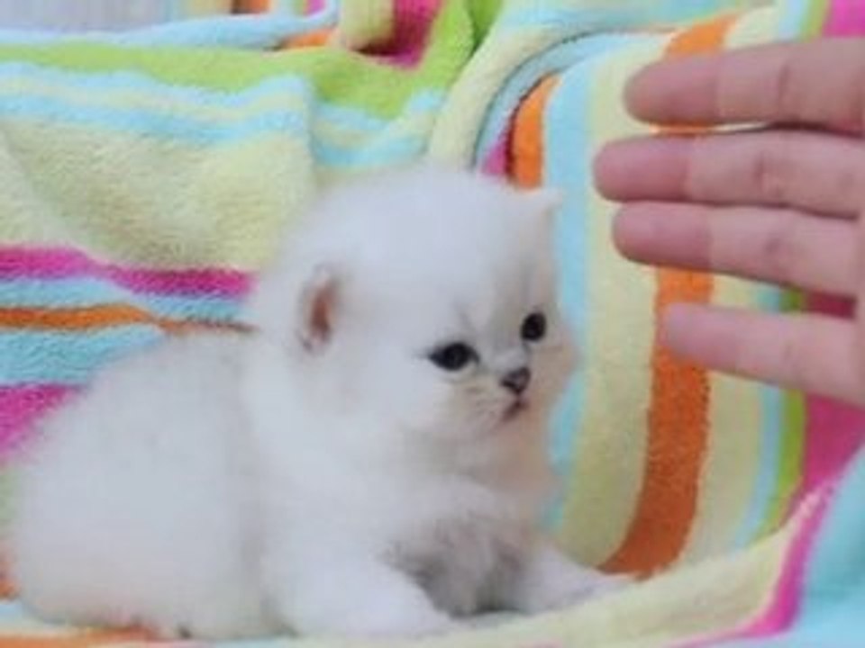 Fharaon des Persans de fannie