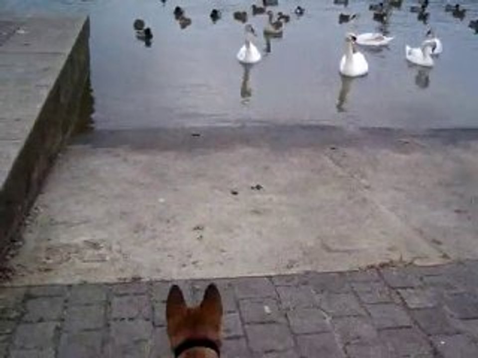 Eayos rencontre des cygnes