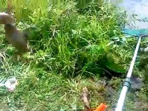 La pêche de canards en étang