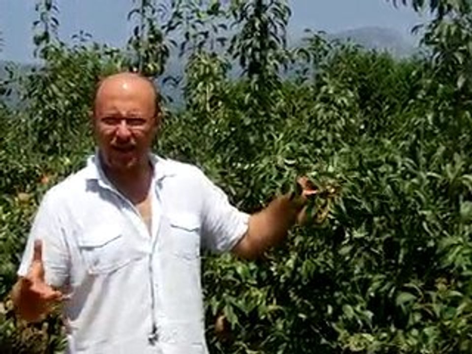 BA29 Bodur Deveci Bahçesi - 3 Ağustos (2)