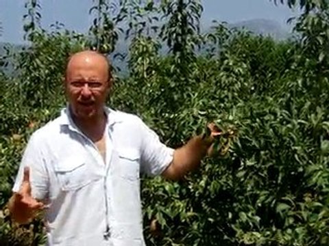 BA29 Bodur Deveci Bahçesi - 3 Ağustos (2)