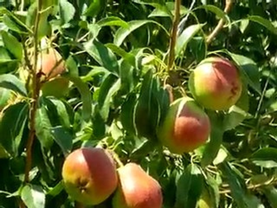 BA29 Bodur Deveci Bahçesi - 3 Ağustos (3)