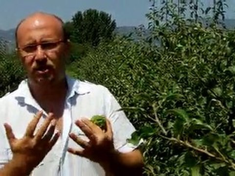 BA29 Bodur Deveci Bahçesi - 3 Ağustos (4)