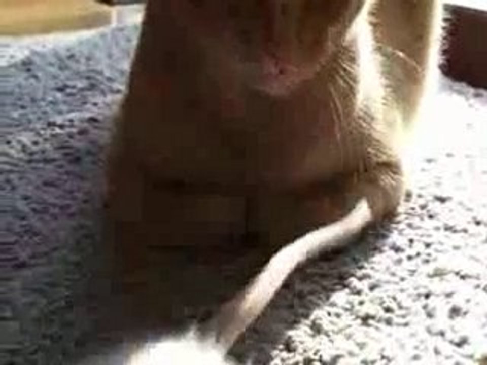 Rats love cat