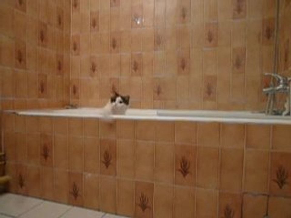 CHAT - ping pong dans la baignoire 2!