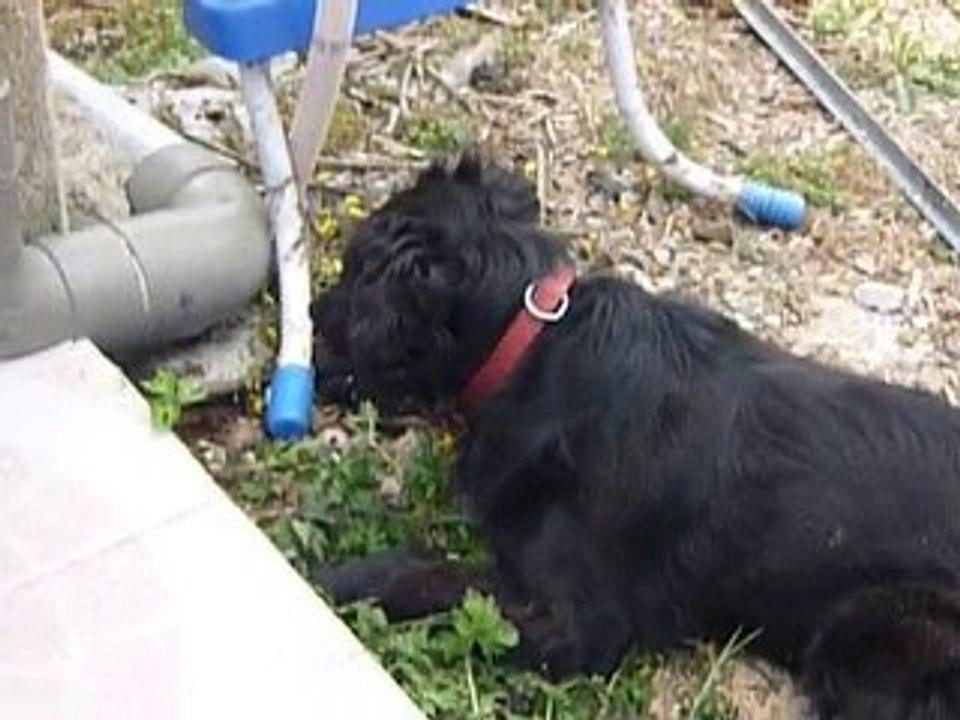 Mon chien Kermit et le Lézard