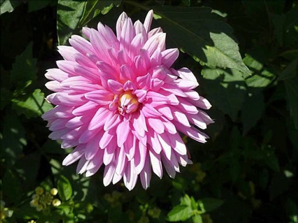 Kaybolan yıllar / Sezen Aksu